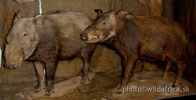 PA121712.JPG - Bushpigs (Potamochoerus larvatus) - less photographed species in the wild.