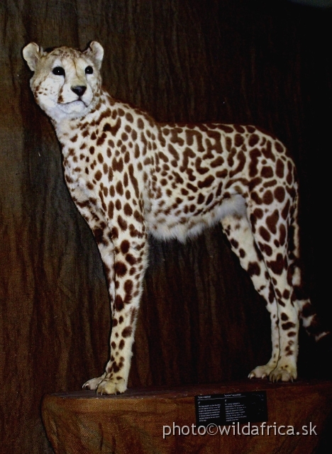 PA121713.JPG - King Cheetah is only the colour variation of cheetah.