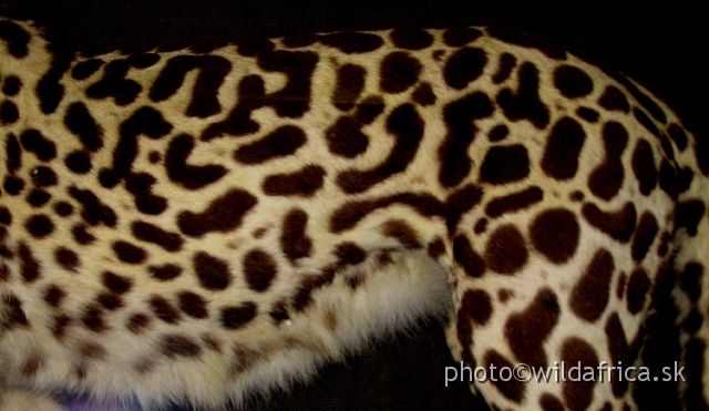 PA121716.JPG - The normal tiny spots are integrated into the larger and elongated spots.