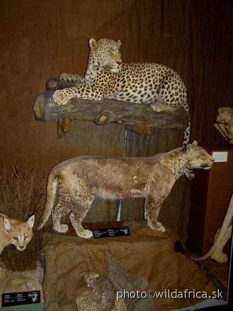 PA121719.JPG - South African Leopard (Panthera pardus shortridgei) in normal and unusual color morph.