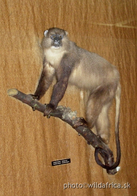 PA121724.JPG - Samango is a southern African subspecies of Mitis Monkey (Cercopithecus mitis samango).