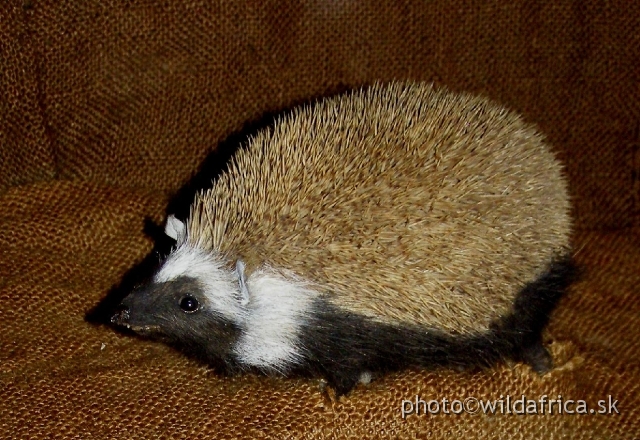 PA121725.JPG - Desert Hedgehog (Paraechinus aethiopicus).