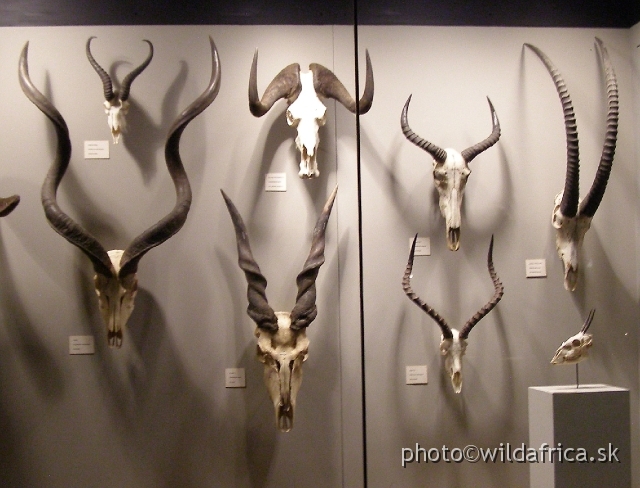 PA121727.JPG - The skull collection of common antelope species of South Africa.