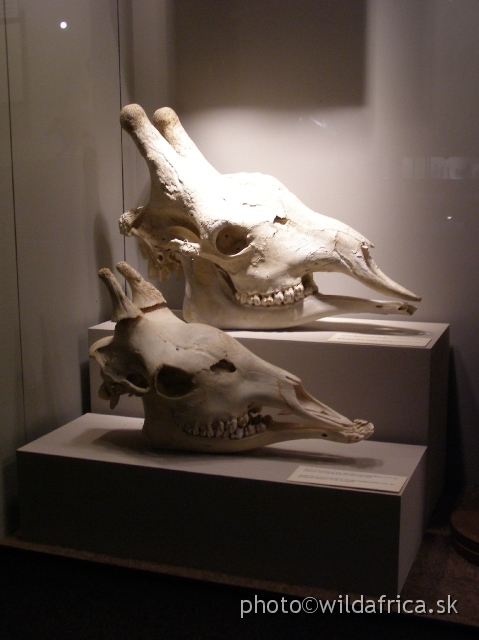 PA121728.JPG - Comparision of female (front) and male (back) skulls of the Southern African Giraffe.