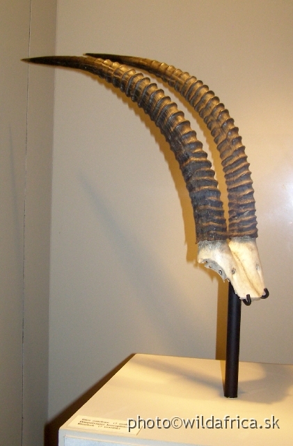 PA121734.JPG - This horn doublet is one of the four existing.