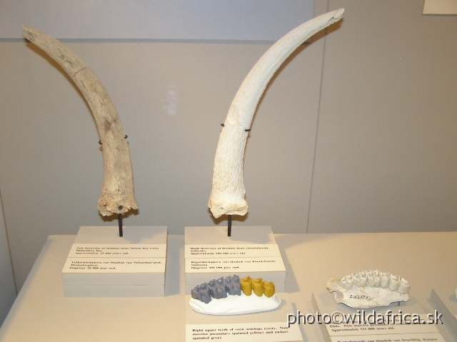 PA121741.JPG - There are only few preserved horns of this antelope in the whole world.