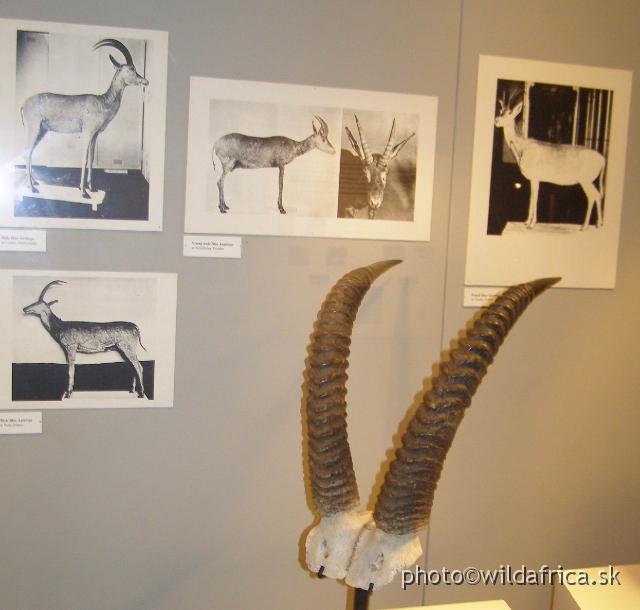 PA121745.JPG - Horns with photographs of four existing complete mounted specimens of blauboks.