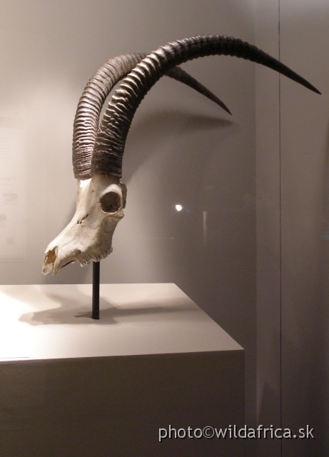 PA121749.JPG - Skull with horns of Common Sable antelope (Hippotragus niger niger).