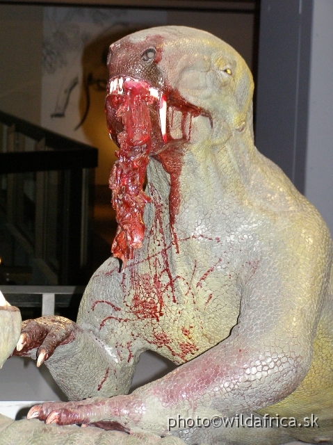 PA121766.JPG - Plastic model of therapsid reptile - they ruled the Earth before dinosaurs emerged.