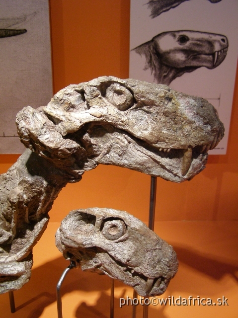 PA121769.JPG - They are also called mammal-like reptiles because of some mammalian anatomical features.