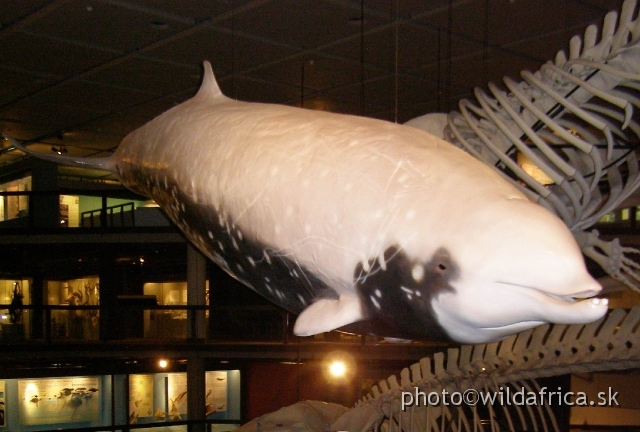 PA121773.JPG - Cuvier's beaked Whale (Ziphius cavirostris) is also known as a Goose beaked Whale.