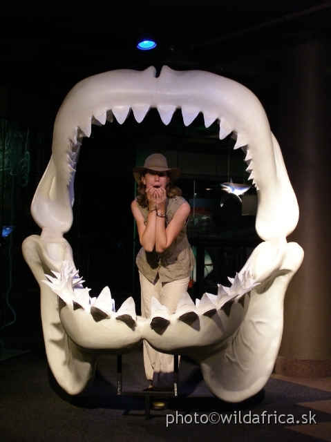 PA121775.JPG - Mounted model of Carcharodon megalodon jaws and Zuzana.