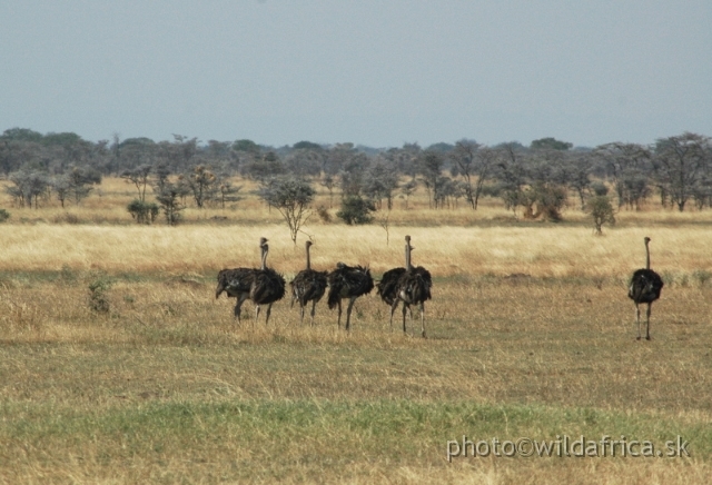 DSC_0336-1.JPG - Ostriches of Ndabaka plain, Western Corridor, Serengeti