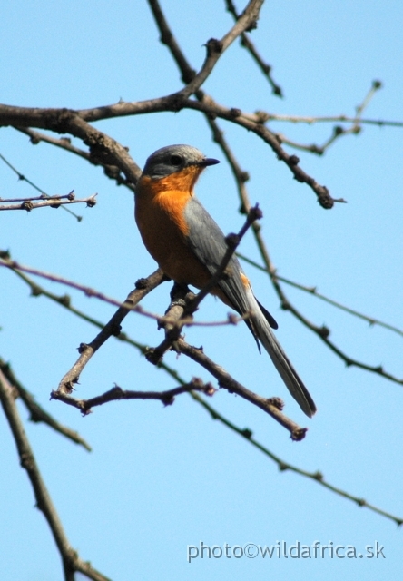 DSC_0475.JPG - Silverbird (Empidornis semipartitus)