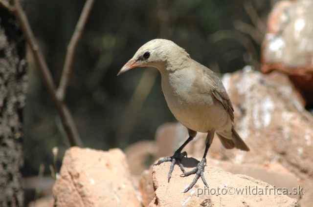 DSC_0611.JPG - Wattled Starling (Creatophora cinerea), juv.