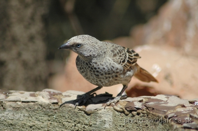 DSC_0613.JPG - Rufous-tailed Weaver (Histurgops ruficauda) is endemic for Serengeti ecosystem.