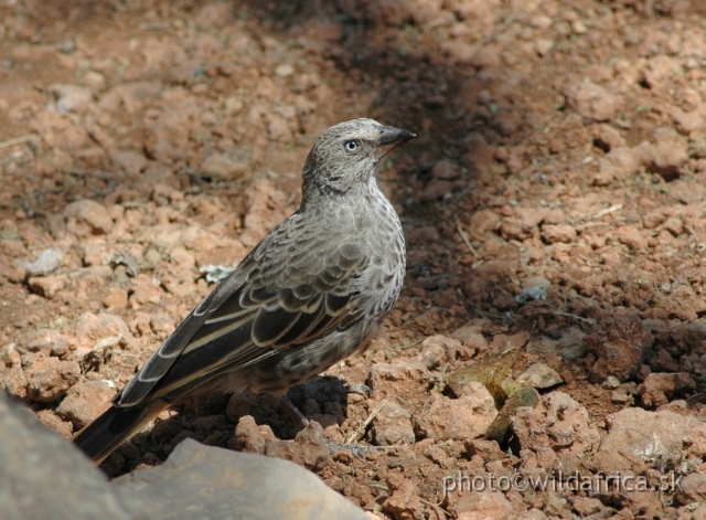 DSC_0614.JPG - Rufous-tailed Weaver (Histurgops ruficauda)