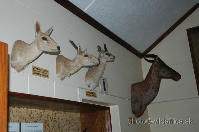 DSC_0091.JPG - Collection of Kruger antelopes