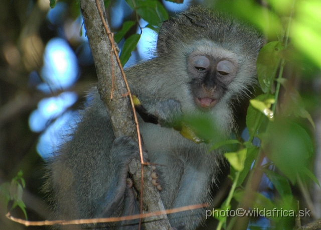 DSC_0495.JPG - Vervet Monkey (Cercopithecus pygerythrus)
