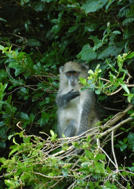 DSC_0501.JPG - Samango Monkey (Cercopithecus mitis erythrarchus)