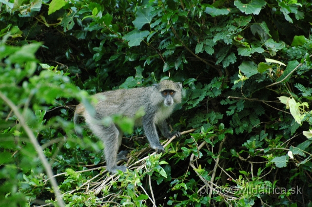 DSC_0508.JPG - Samango Monkey (Cercopithecus mitis erythrarchus)