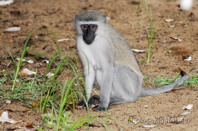 _DSC2246.JPG - Vervet Monkey (Cercopithecus pygerythrus)