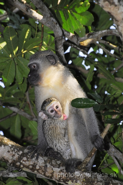 _DSC2249.JPG - Vervet Monkey (Cercopithecus pygerythrus)