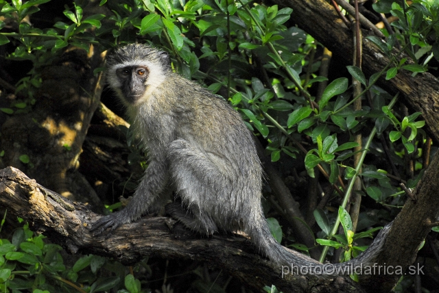_DSC2254.JPG - Vervet Monkey (Cercopithecus pygerythrus)
