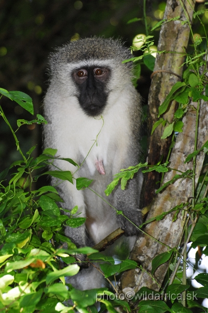 _DSC2258.JPG - Vervet Monkey (Cercopithecus pygerythrus)