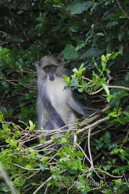 _DSC2274.JPG - Samango Monkey (Cercopithecus mitis erythrarchus)