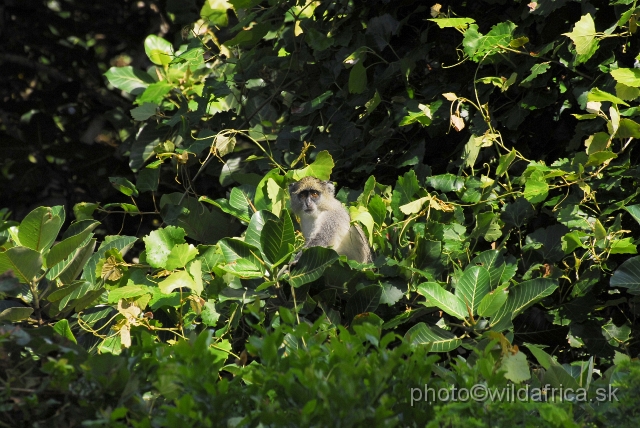 _DSC2281.JPG - Samango Monkey (Cercopithecus mitis erythrarchus)