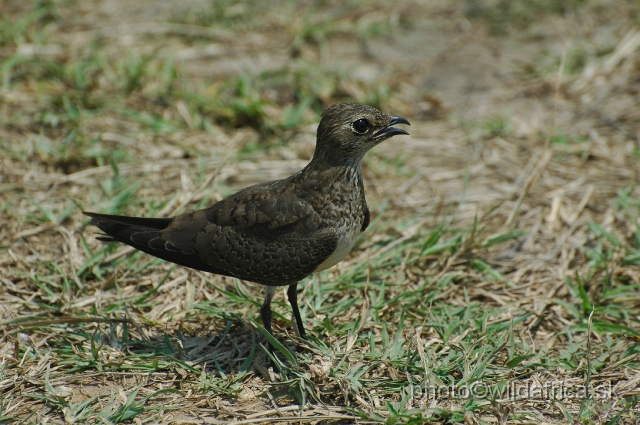 DSC_0513.JPG - Collared Pranticole (Glareola pranticola), non breeding specimen