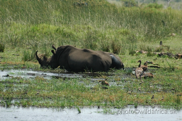 DSC_0514.JPG - White rhino and Spoore-winged Geese