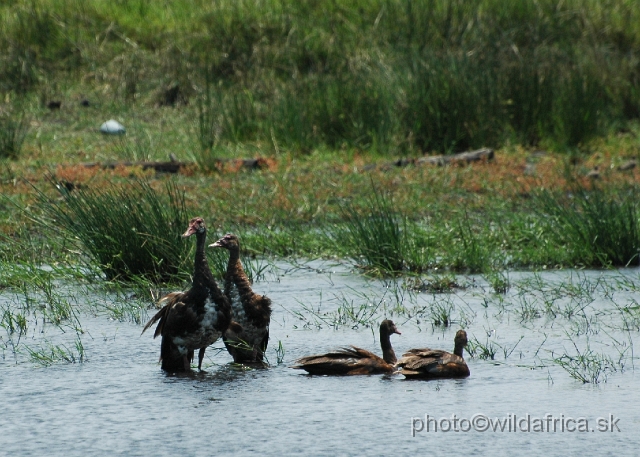 DSC_0534.JPG - Spoor-winged Goose (Plectropterus gambensis)