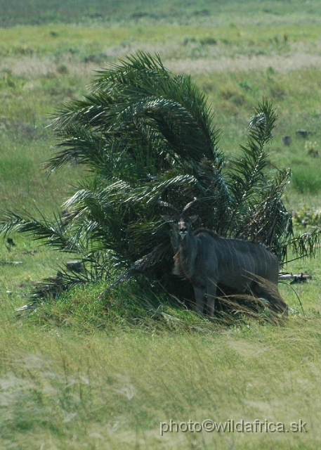 DSC_0573.JPG - Greater Kudu