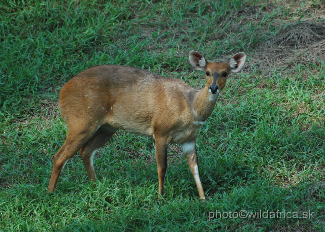 DSC_0590.JPG - Southern Bushbuck (Tragelaphus scriptus sylvaticus)