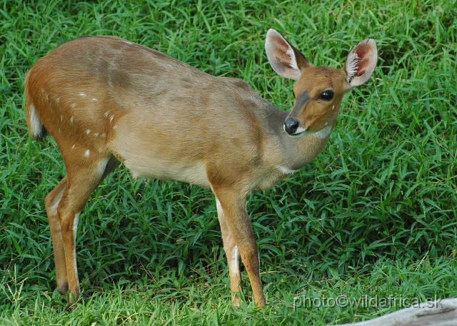 DSC_0598.JPG - Southern Bushbuck (Tragelaphus scriptus sylvaticus)