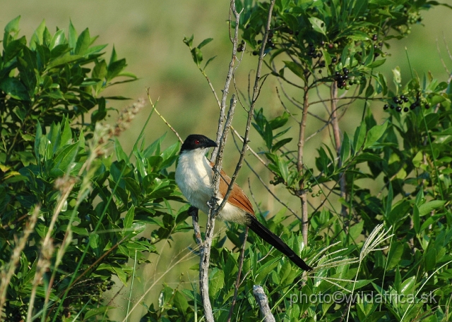 DSC_0640.JPG - Burchell's Coucal (Centropus burchelli)