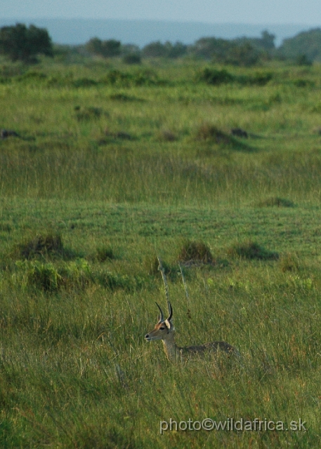 DSC_0661.JPG - Southern Reedbuck (Redunca arundinum)