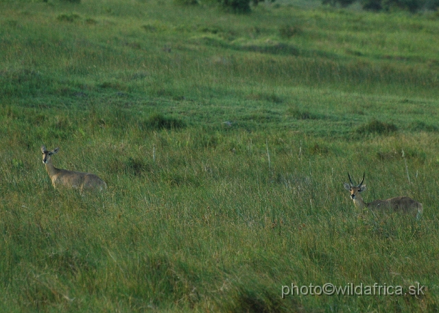 DSC_0667.JPG - Southern Reedbuck (Redunca arundinum)