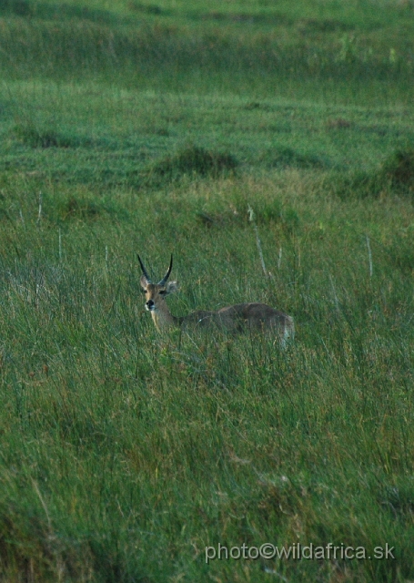 DSC_0668.JPG - Southern Reedbuck (Redunca arundinum)