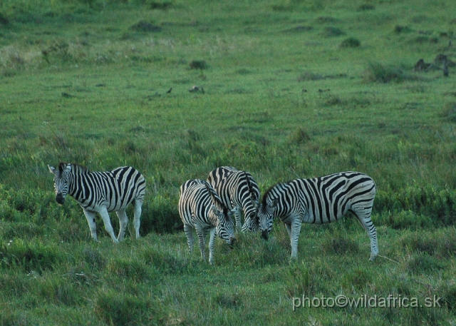 DSC_0672.JPG - Zebras of Kwa-Zulu Natal's look