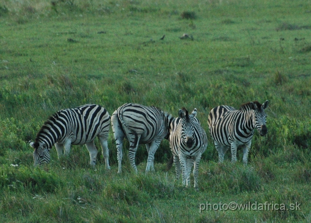 DSC_0677.JPG - Zebras of Kwa-Zulu Natal's look