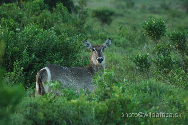 DSC_0682.JPG - Common Waterbuck