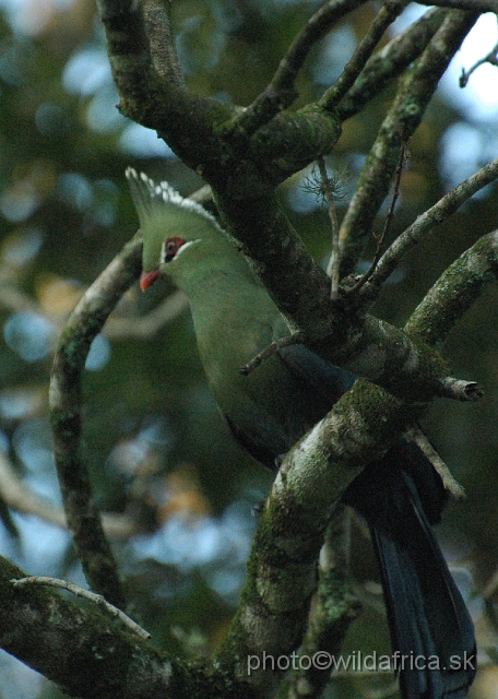 DSC_0708.JPG - Livingstone's Turaco (Tauraco livingstonii)