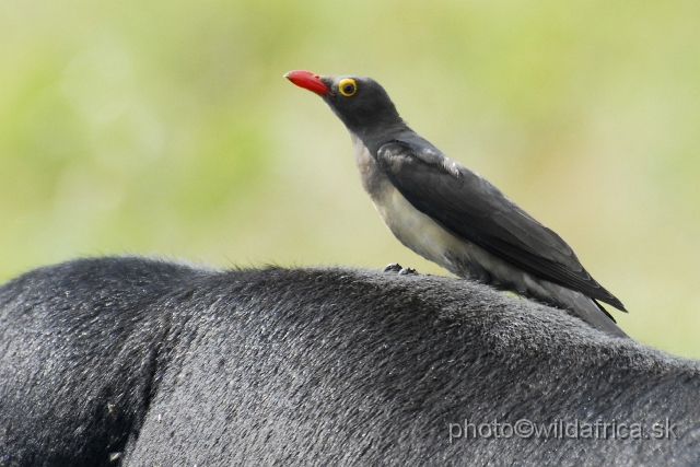 _DSC2282.JPG - Red-billed Oxpecker (Buphagus erythrorhynchus)