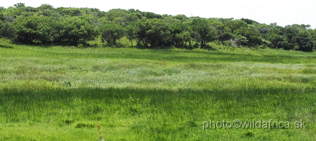 _DSC2292.JPG - Reeds are the core habitats of Reedbucks.