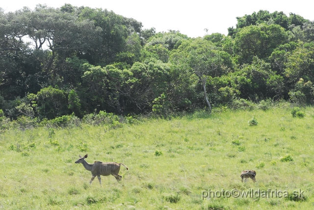 _DSC2323.JPG - The animals in the park are pretty far from the single possible road, so taking pictures is not optimal.