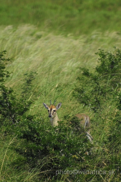 _DSC2328.JPG - Common Duiker (Sylvicapra grimmia)