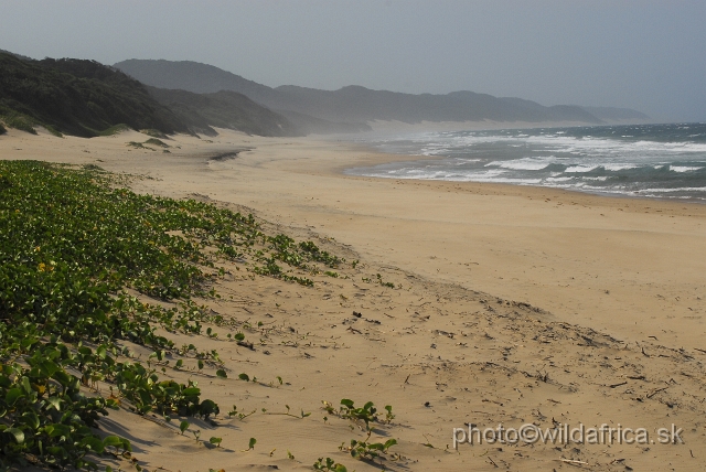 _DSC2351.JPG - iSamangaliso or St. Lucia Wetland Park is a large area which comprises several separate sections. This is coastal part near Mozambique border.